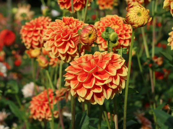 Pompes à chaleur à Limoges : chauffez vert et économisez